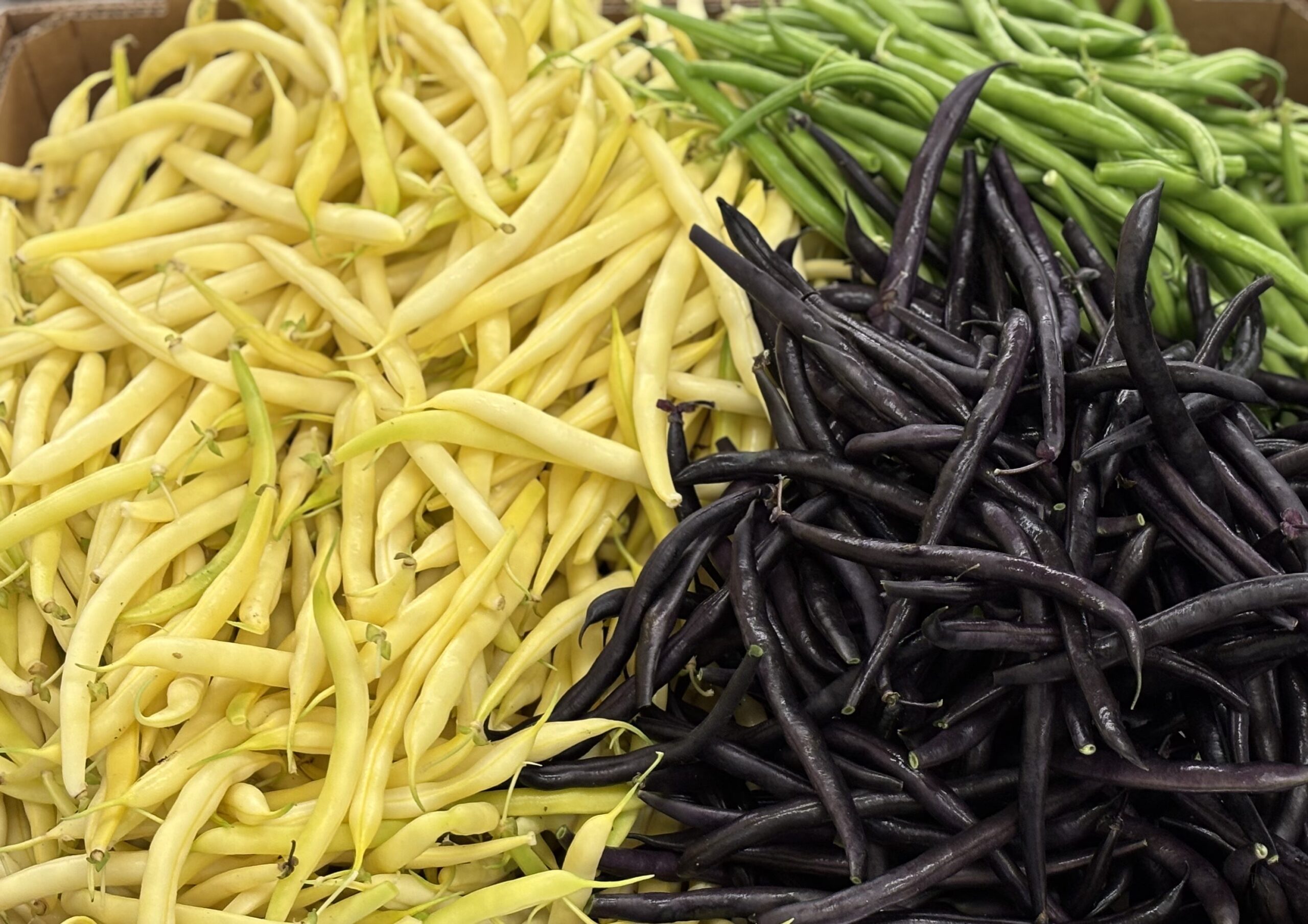String Beans from Plant Patch